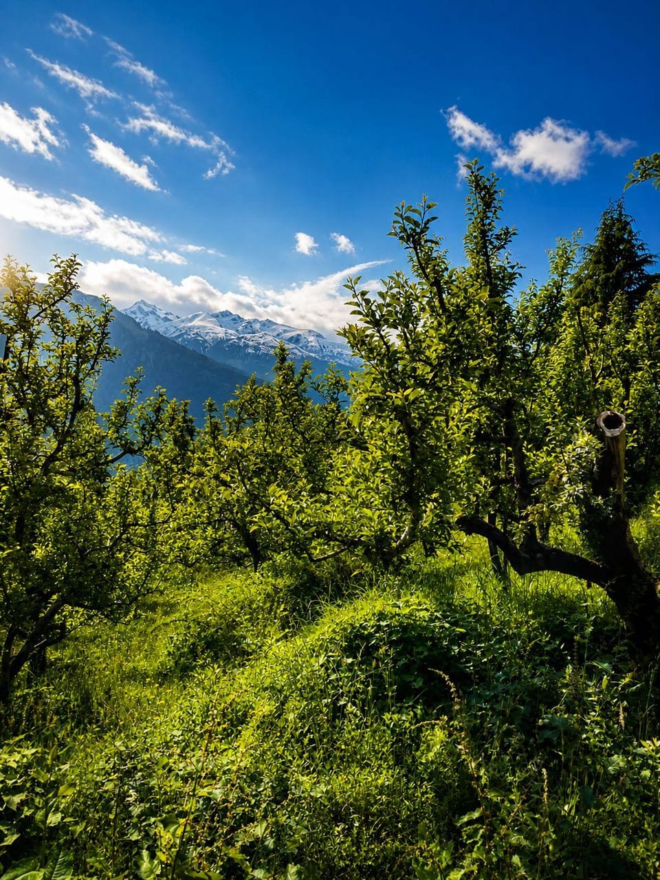 Hotel Saras Hotel in Manali