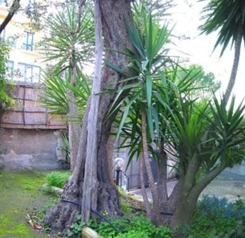 Villa Orchidea Hotel in Sorrento