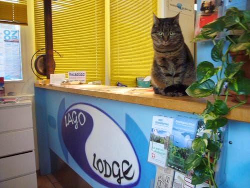 Swiss Hostel Lago Lodge Hostel in Canton of Bern (Region)