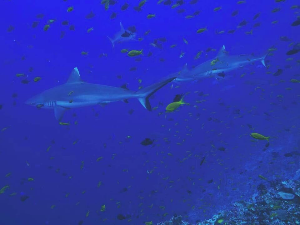 Morus Bliss - Divers  Preferred Hotel Hotel in Maldives