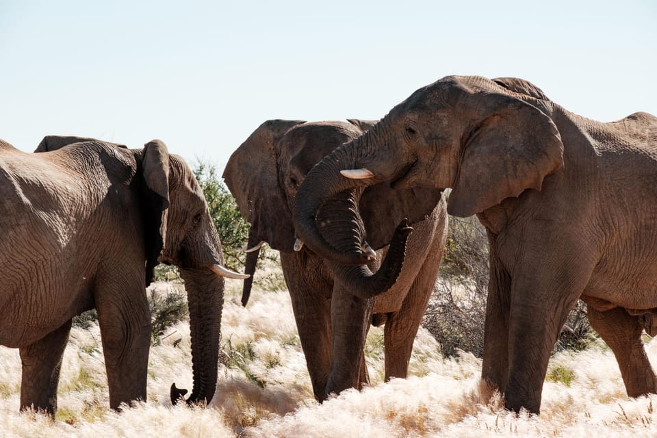 Elephant Rest Tented Camp Lodge in Namibia