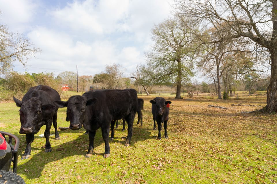 Tranquil Plantersville Cabin: Farm Animals On-Site House in Texas