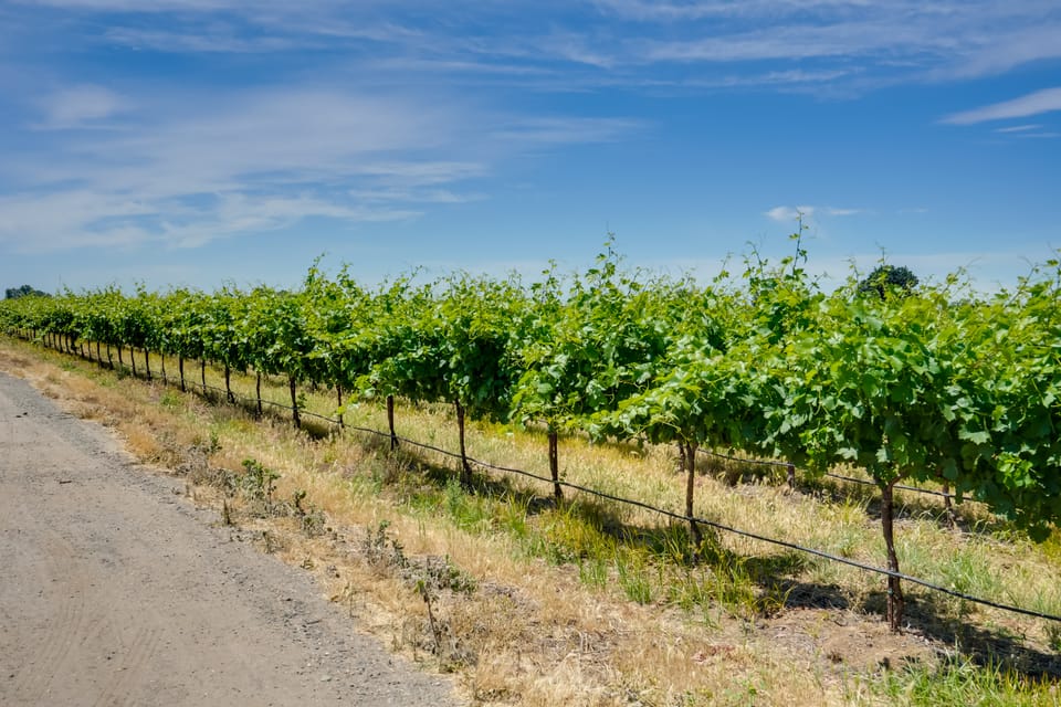 Charming Lodi Retreat: Walk to Local Wineries Cottage in San Francisco Bay Area