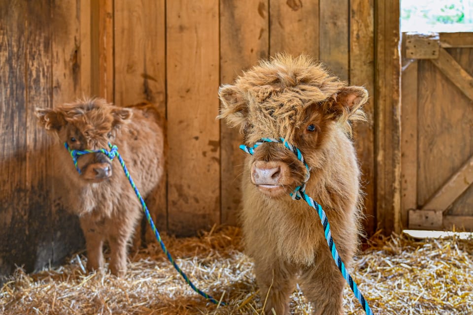Tiny Home w/ Hot Tub & Mini Highland Cows! Apartment in Ohio