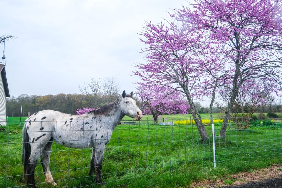 Deck & Pasture Views! Bealeton Farmhouse Escape House in Shenandoah Valley