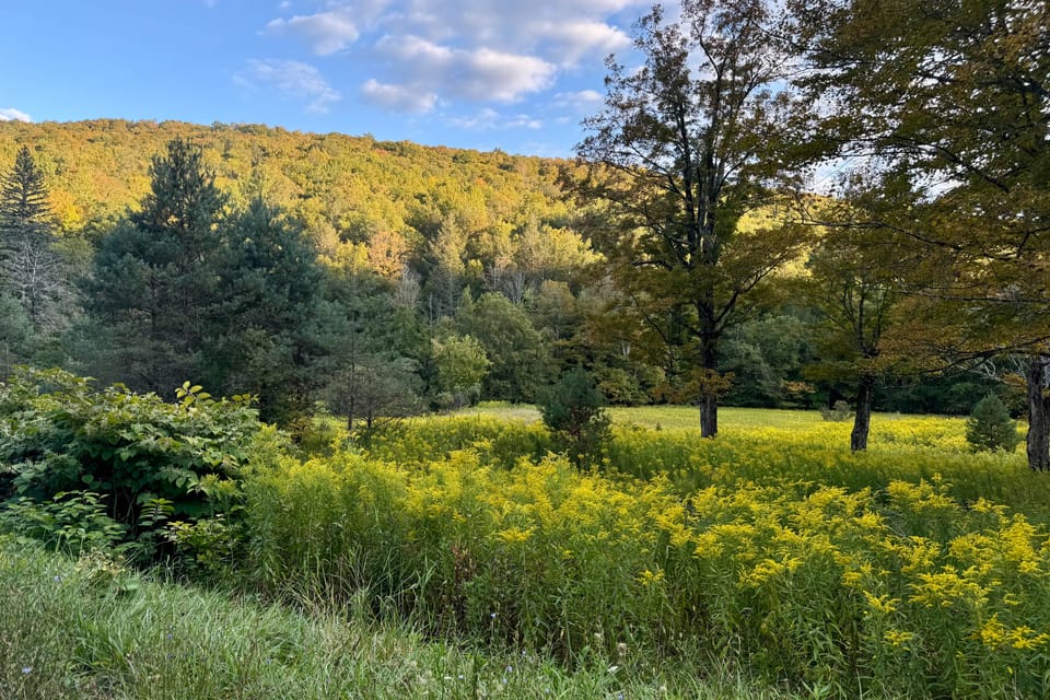 2 Mi to Belleayre Mtn! Extended Base in Pine Hill House in Pine Hill