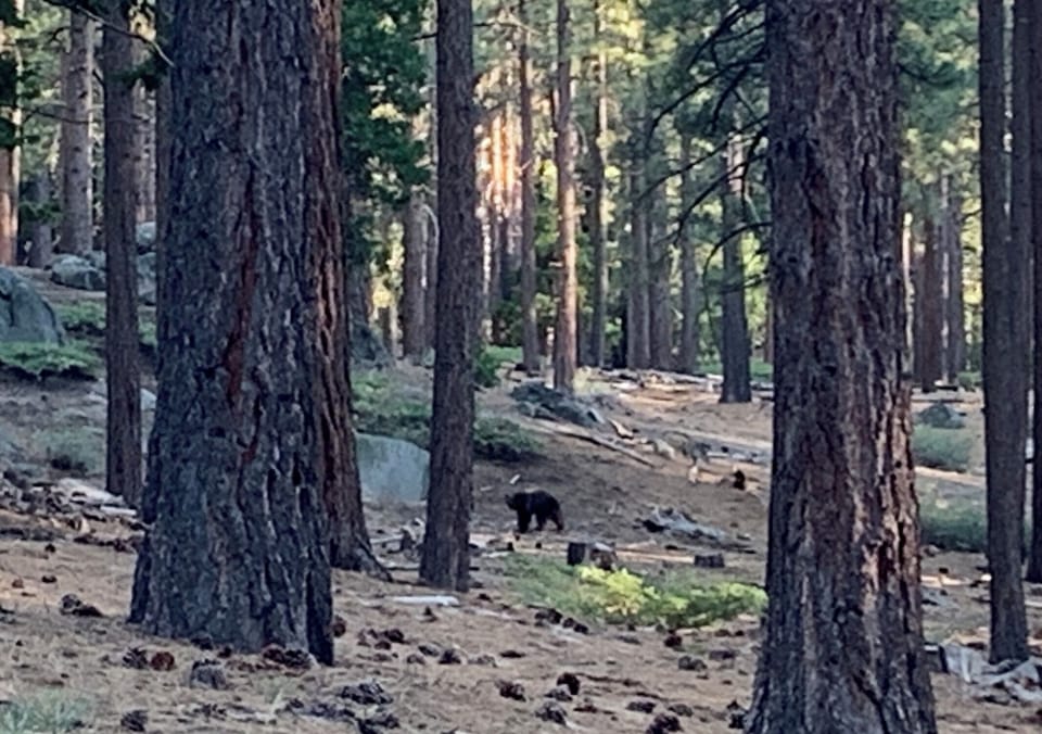  Expansive view of National Forest.