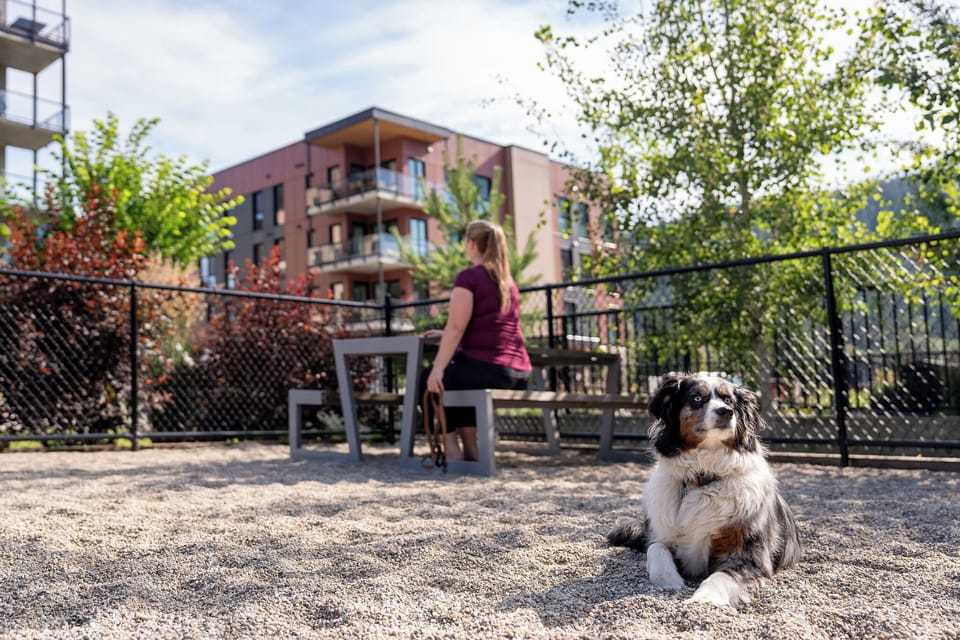 Dog Park