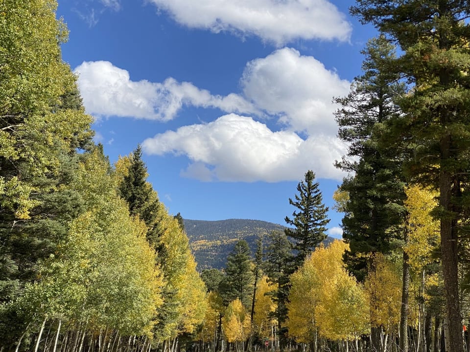 Nothing like the aspens in the fall!