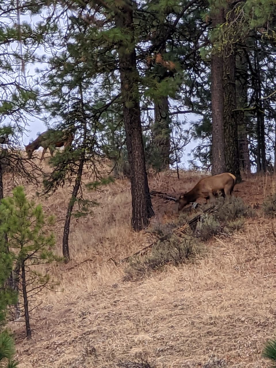 View of one mountain from the deck. We have a lot of elk!