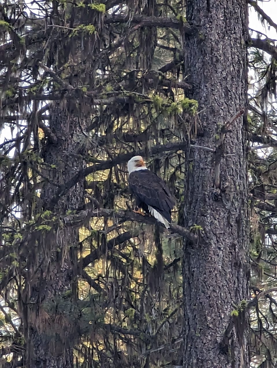 Bald Eagle