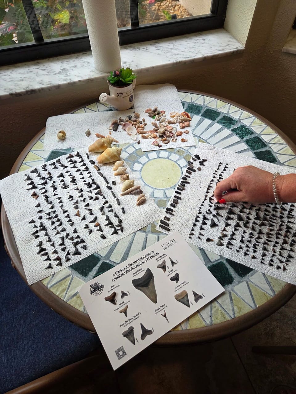 we have plenty of shark tooth hunting equipment - this was a two-day hunt on Venice Beach 