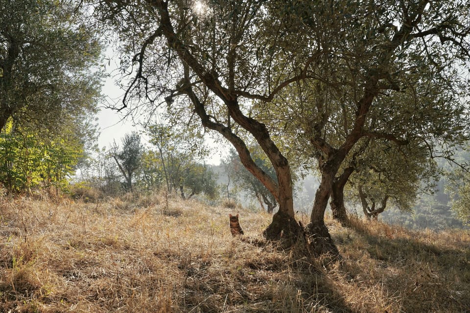 Land view from property