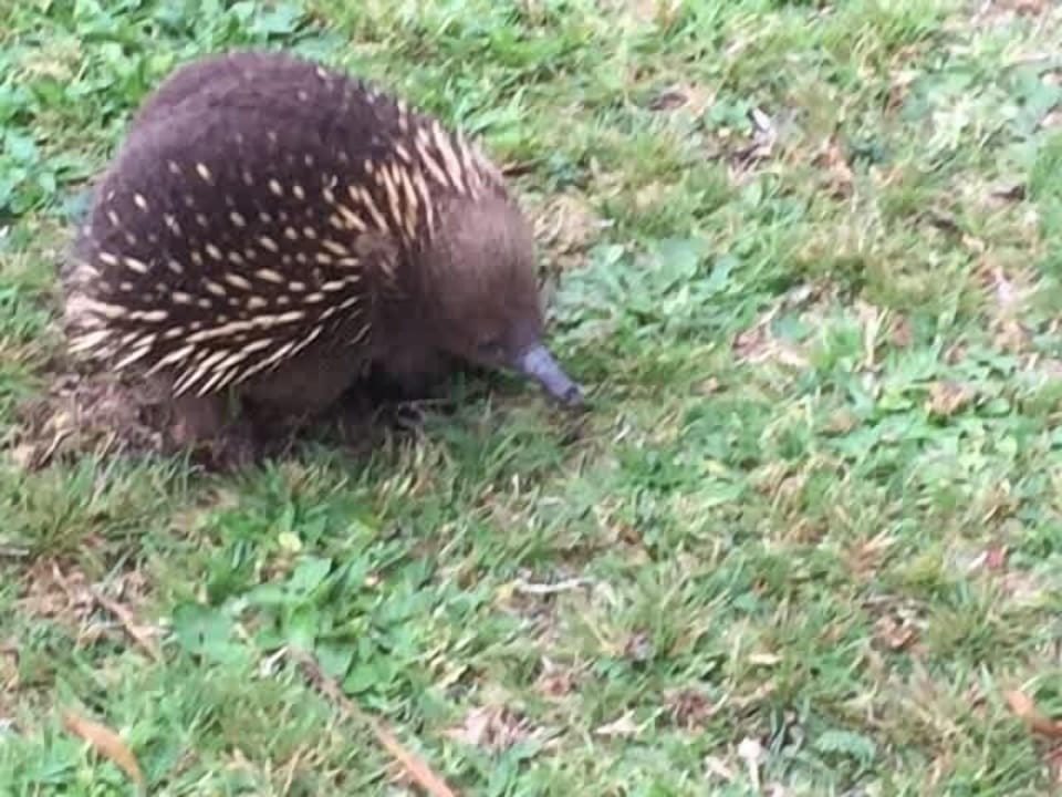Beeches resident gardener