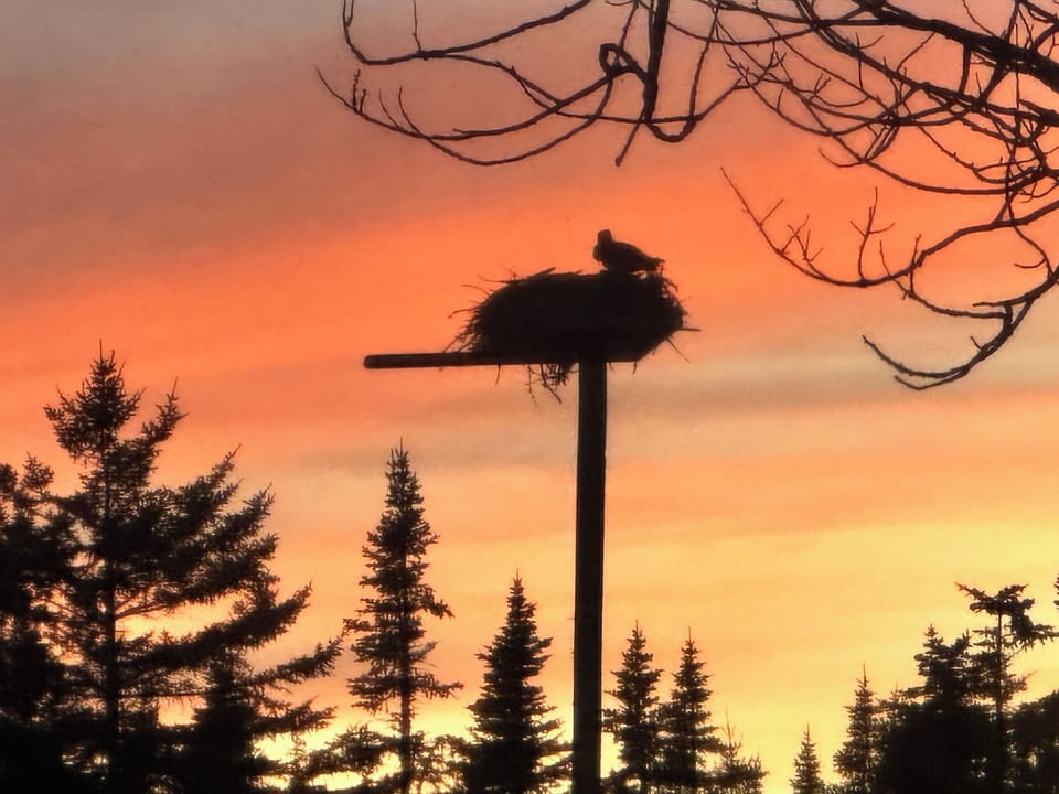 Osprey nest at Sunset