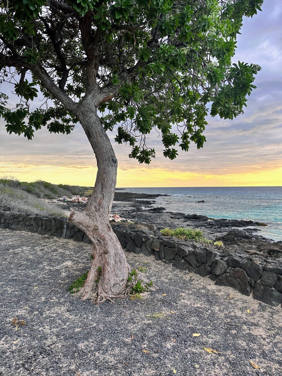 View from Ali'i dr.