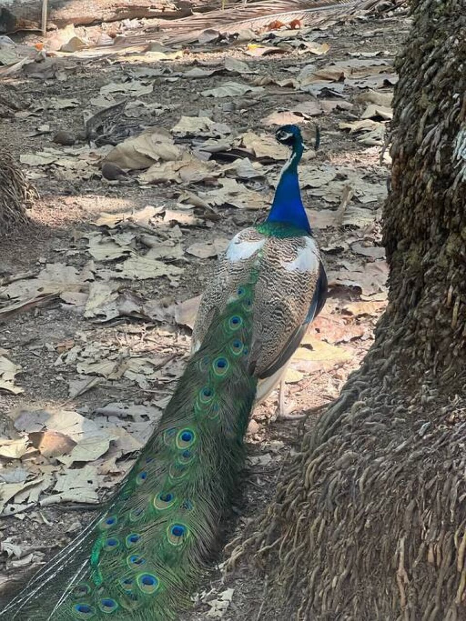 Local wildlife at nearby Tortuga Island.