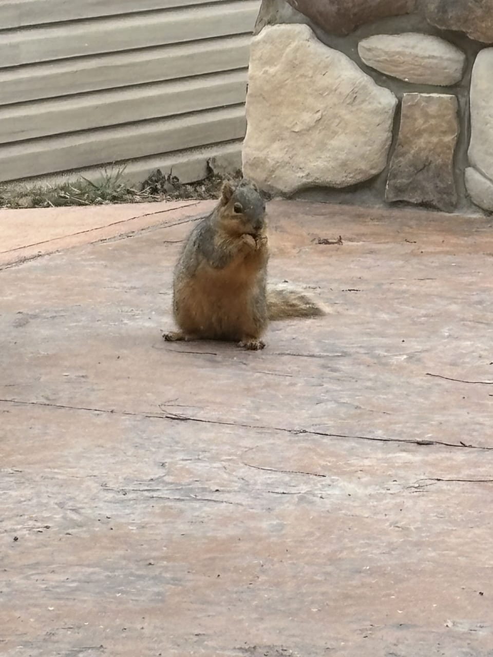 Squirrel on patio
