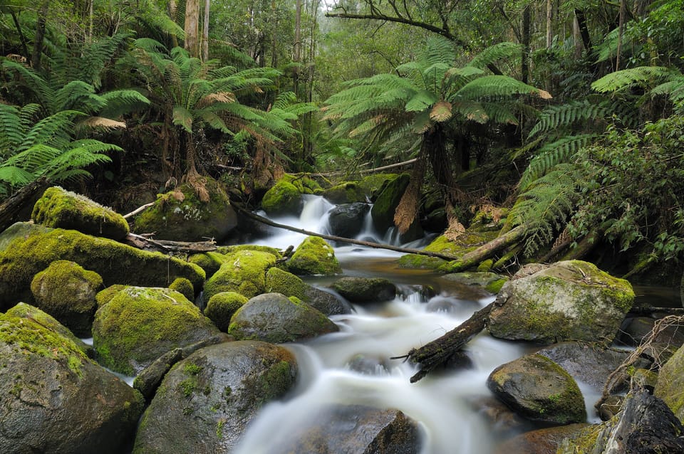 just a short drive away you’ll find tranquility flowing - Toorongo River