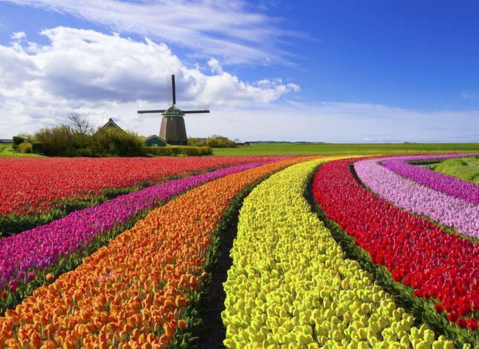 Discover the colorful flower fields near Schagen — a breathtaking sight in spring and the perfect backdrop for a scenic walk or bike ride.