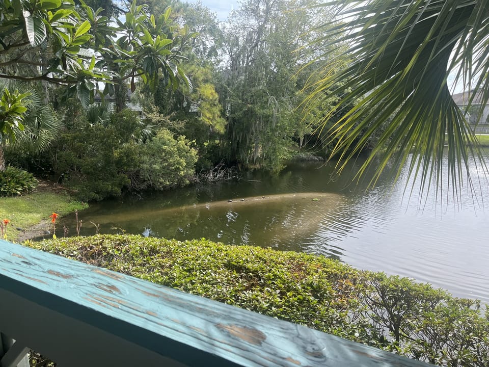 Pond