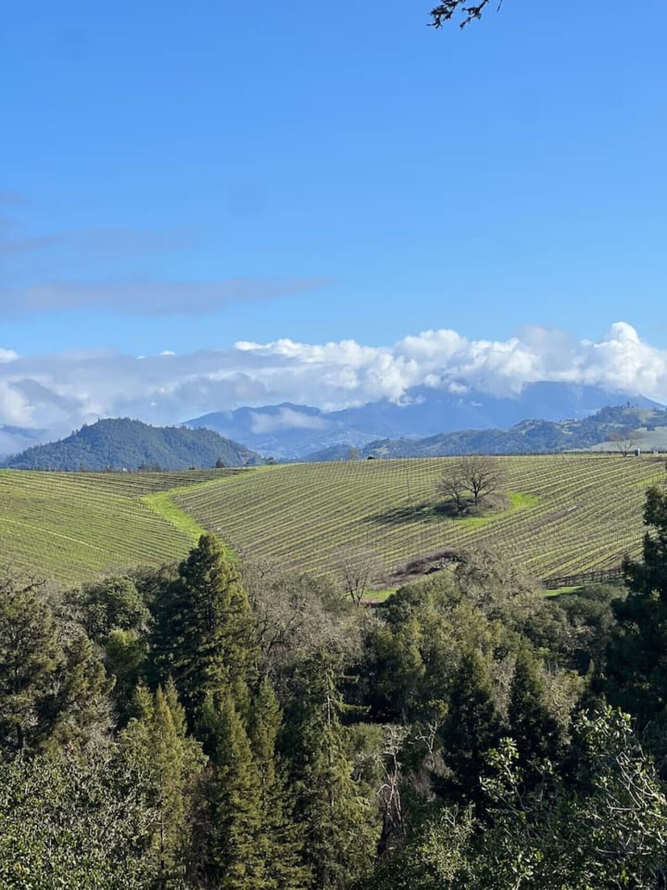 Views of Surrounding Mountains and Vineyards