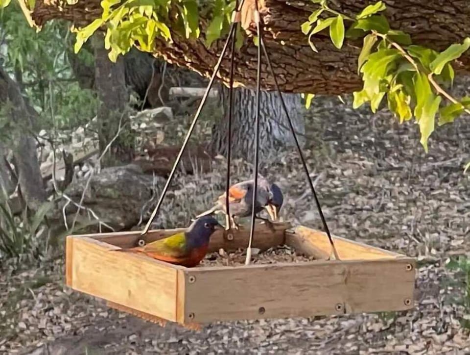 Lots of bird feeders around the house.