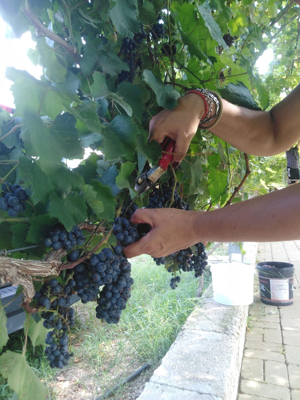 Winery
