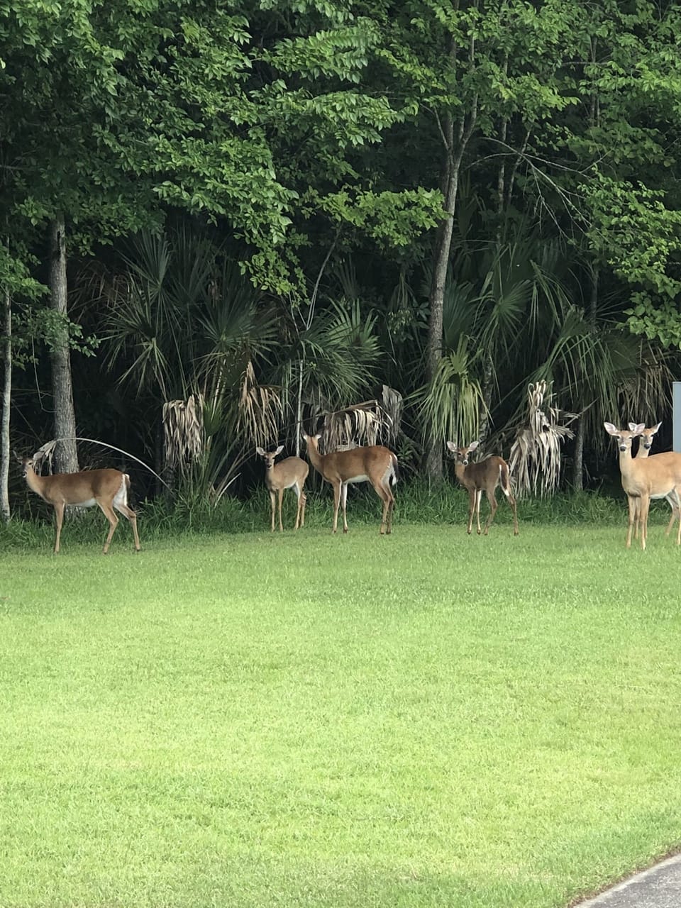 Florida wildlife call Regal Oaks their home