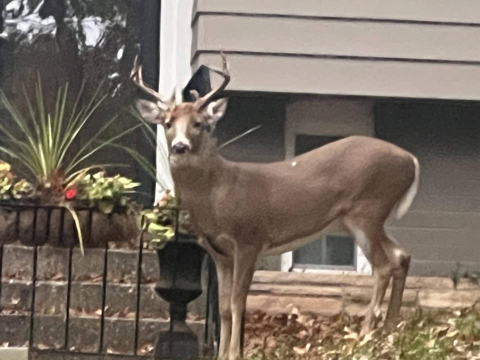 Deer visiting often