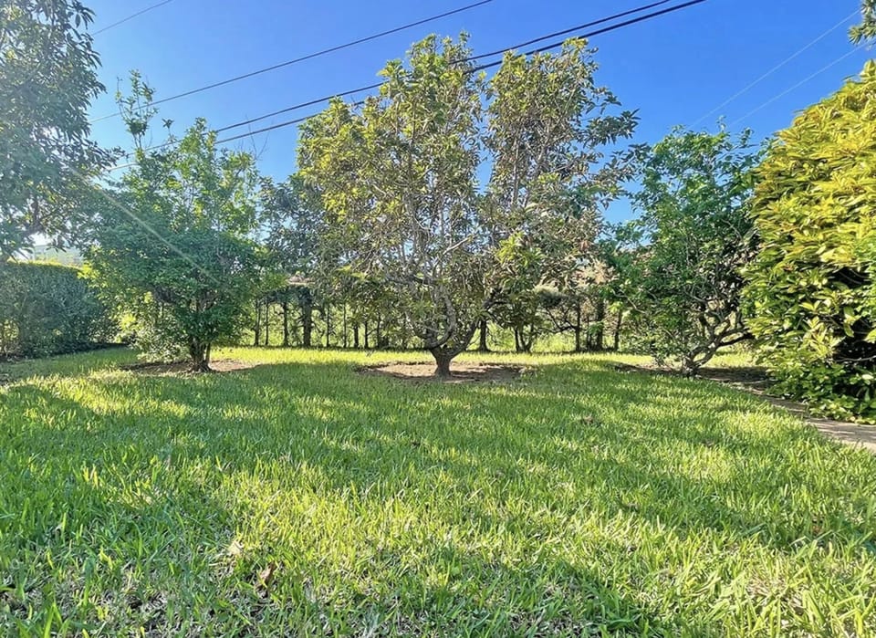 Avocado and Orange Trees on Property