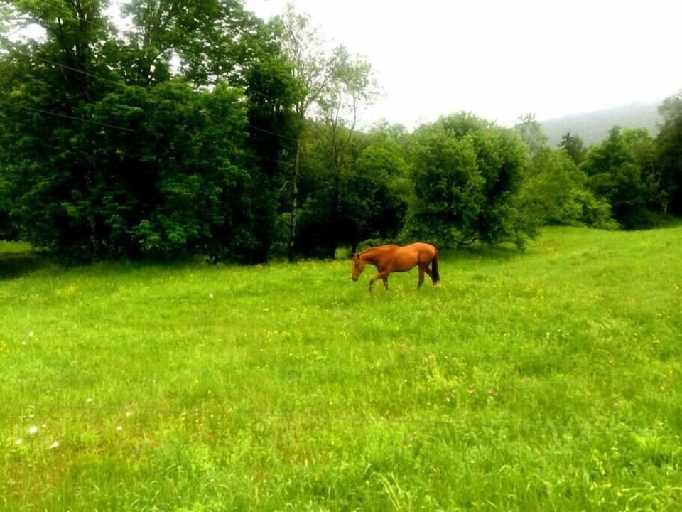 Grazing above the apple orchard
