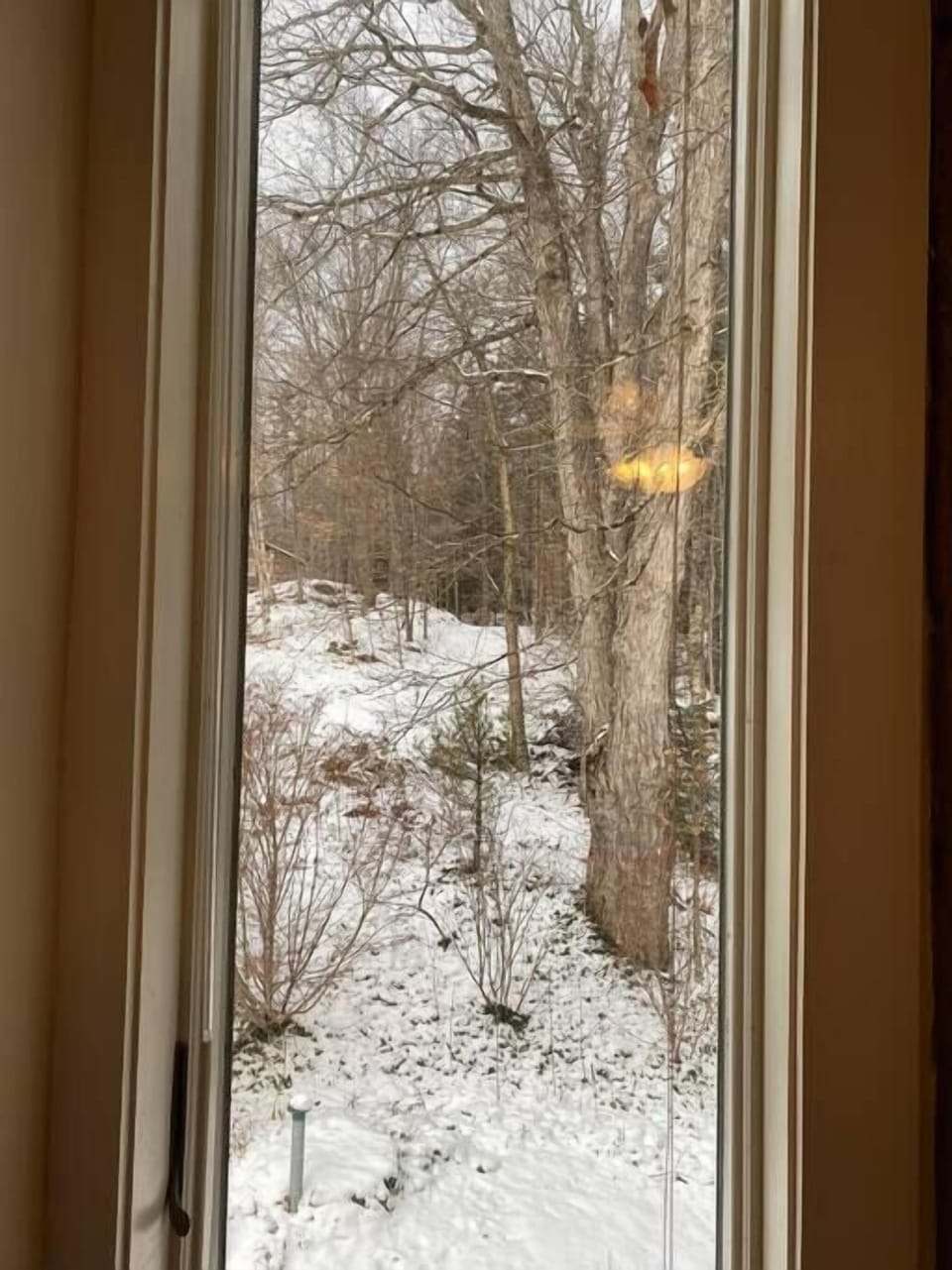 Views of the woods from the main bedroom windows