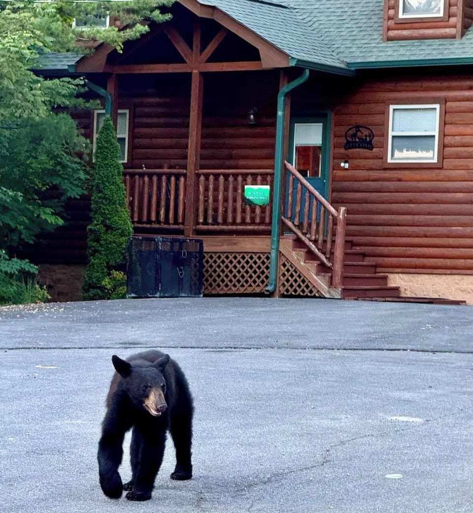 A little cub walking by the cabin