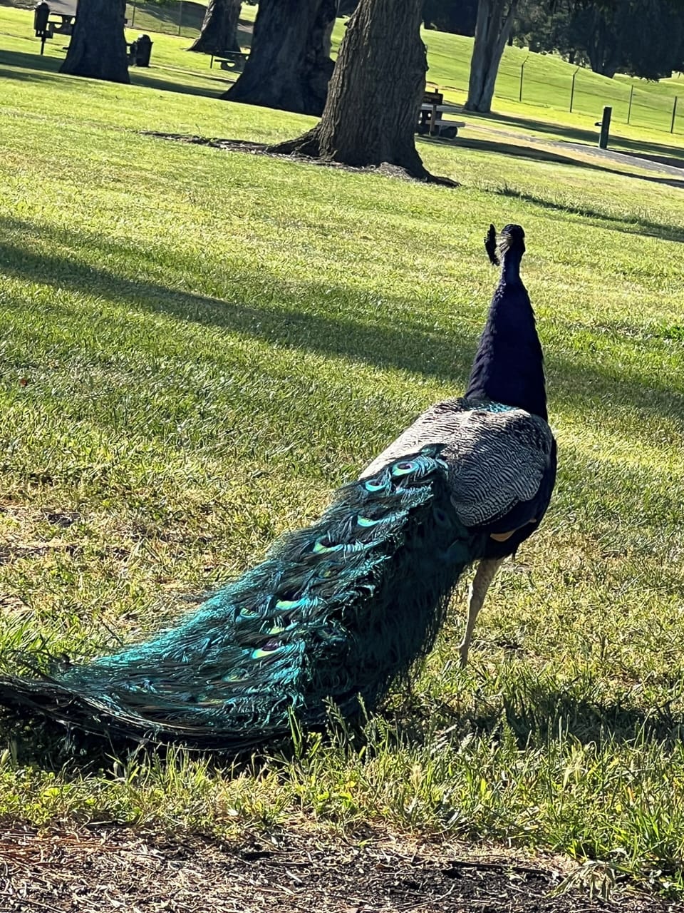 blue rock springs park near by