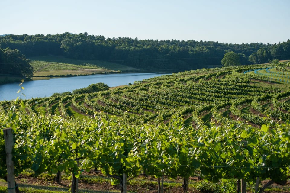 Vineyard