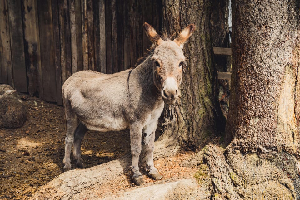 Children's activities