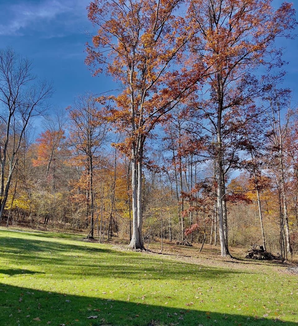 Fall season views (back yard)