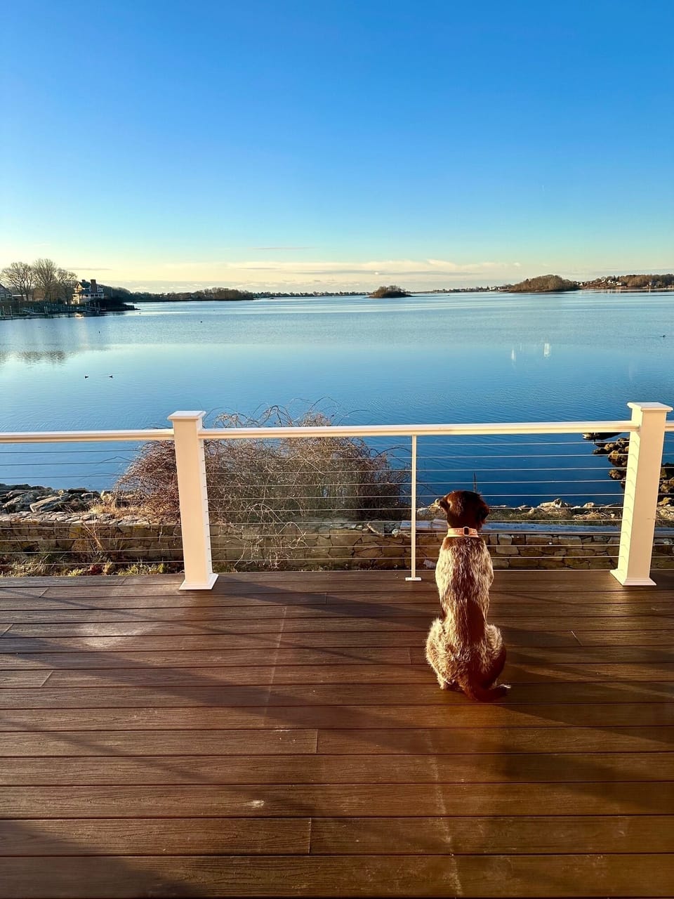 The pup can spend hours observing all the wildlife swim by…