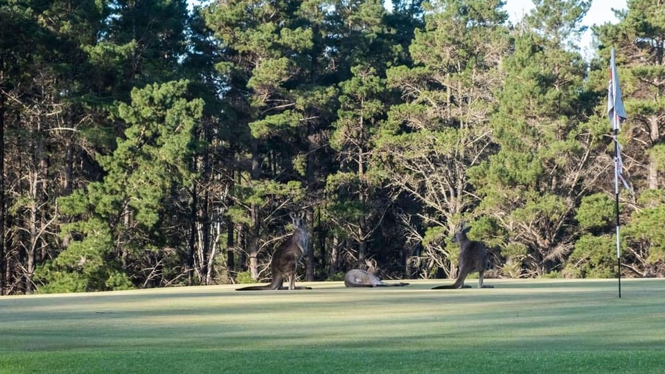 Golf
