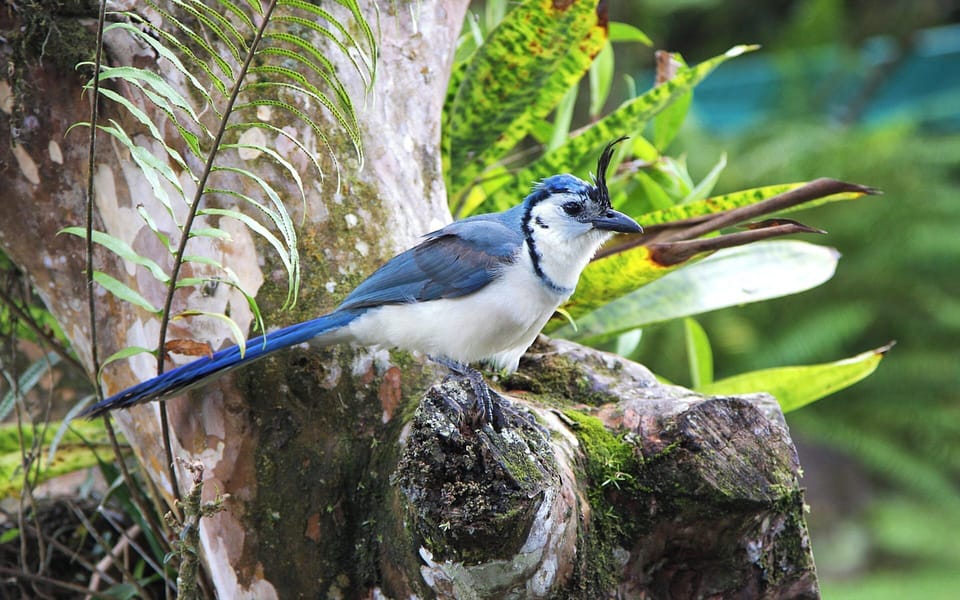Costa Rican Magpie Jay or "Urraca" visiting the villa.