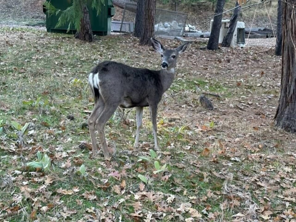Wildlife in the area