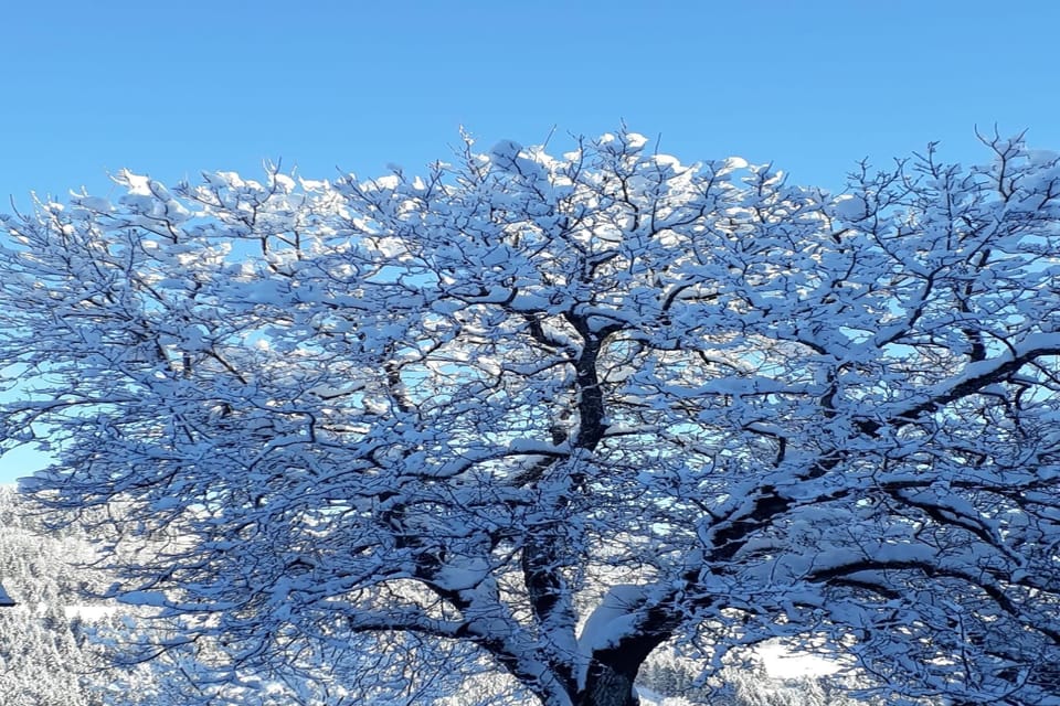 Garden [winter]