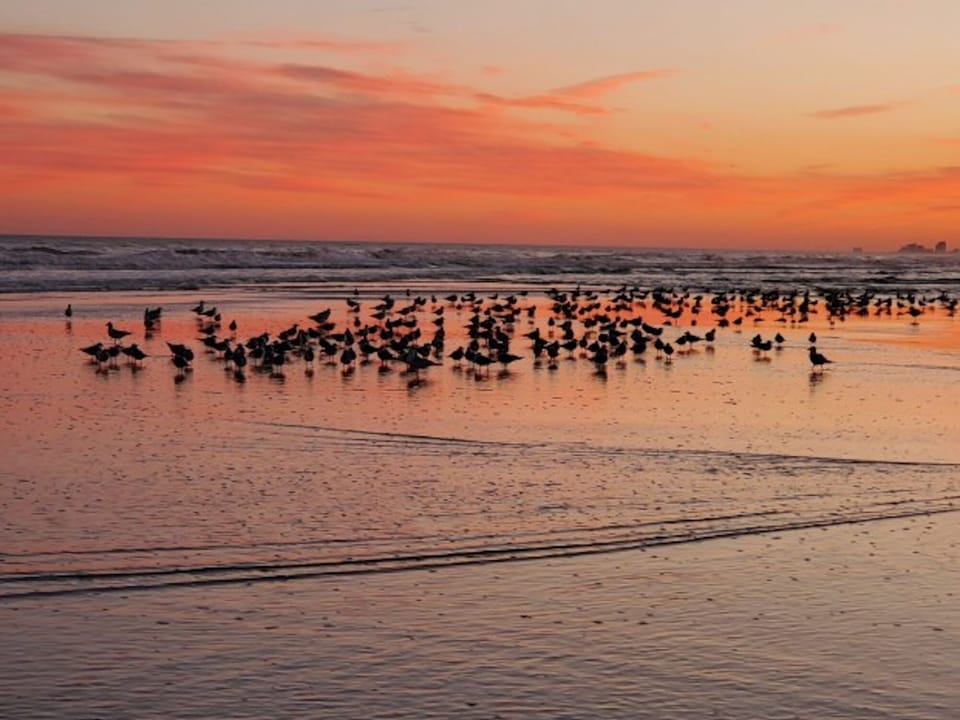 View the wildlife on your stroll down the beach.