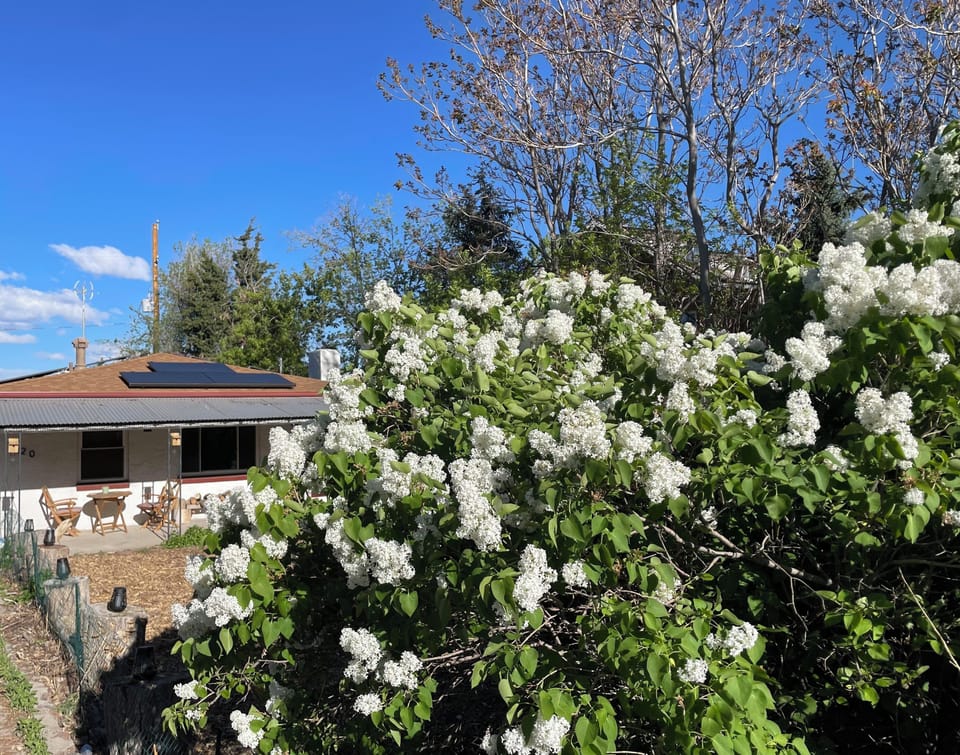 Spring Lilac Scent