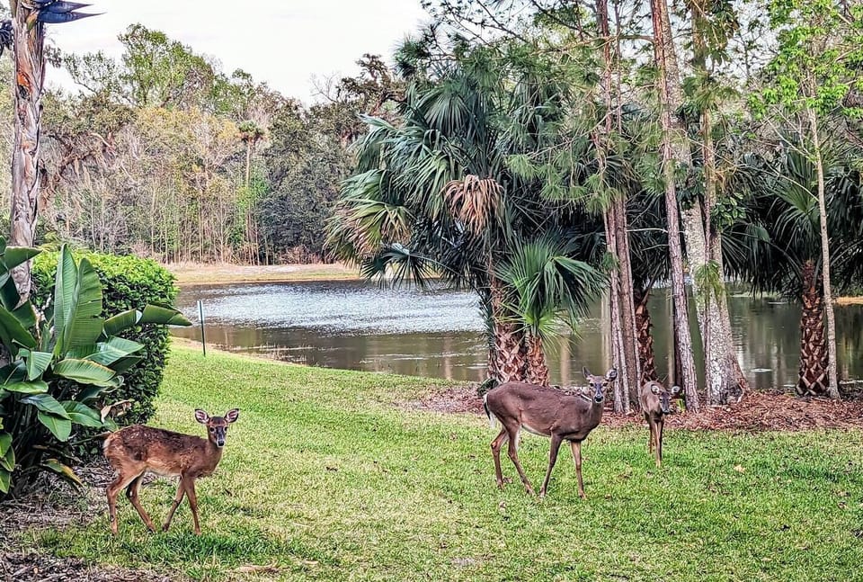 And this lovely family usually comes to visit us!