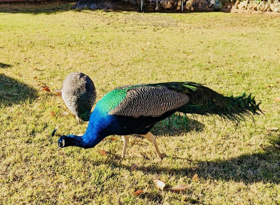 Free roaming peacocks in the neighborhood