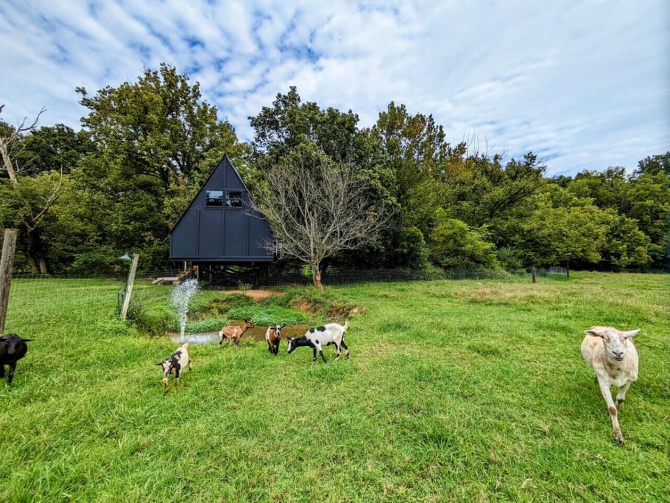 Feel free to feed and pet them- they love our guests!