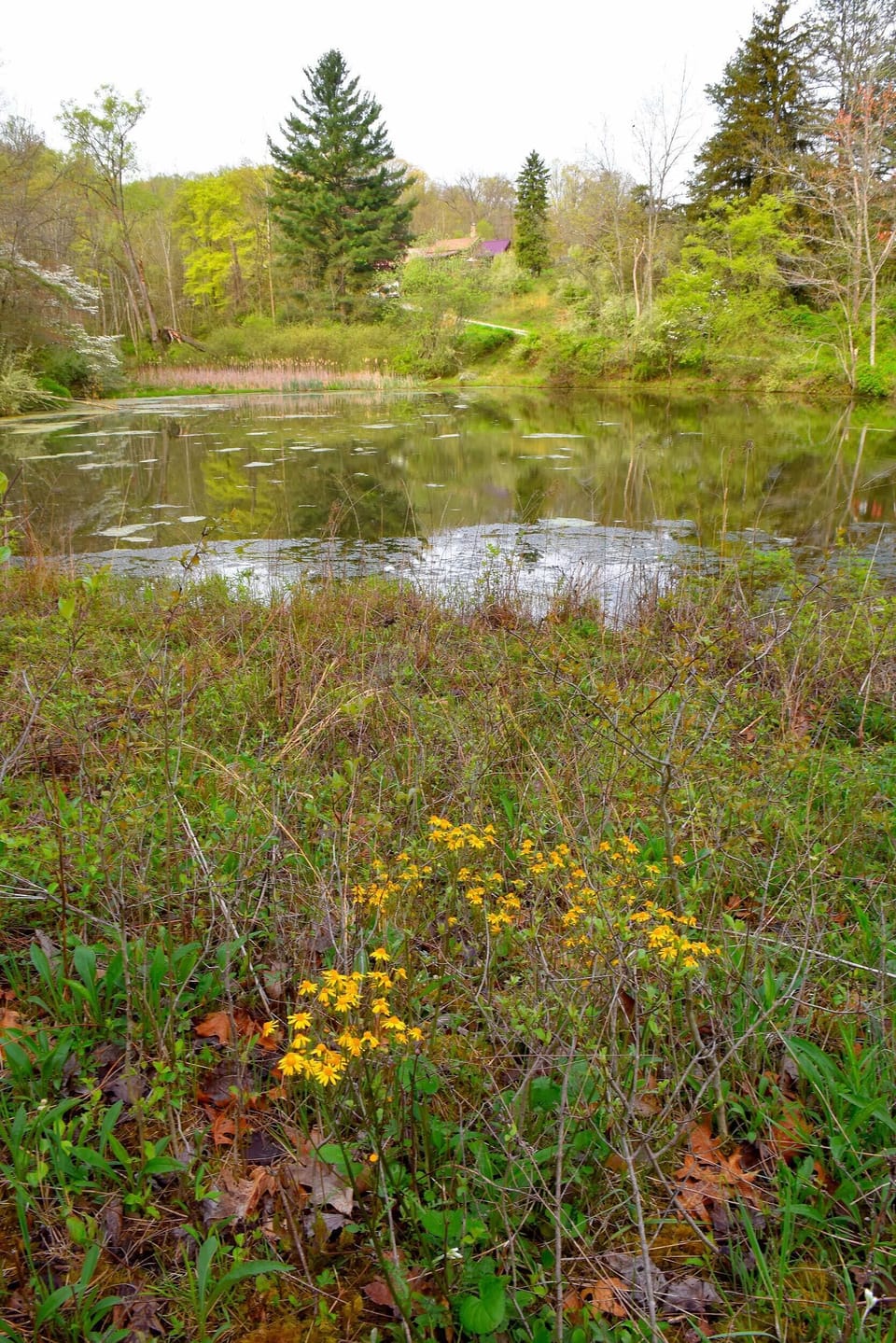 pond