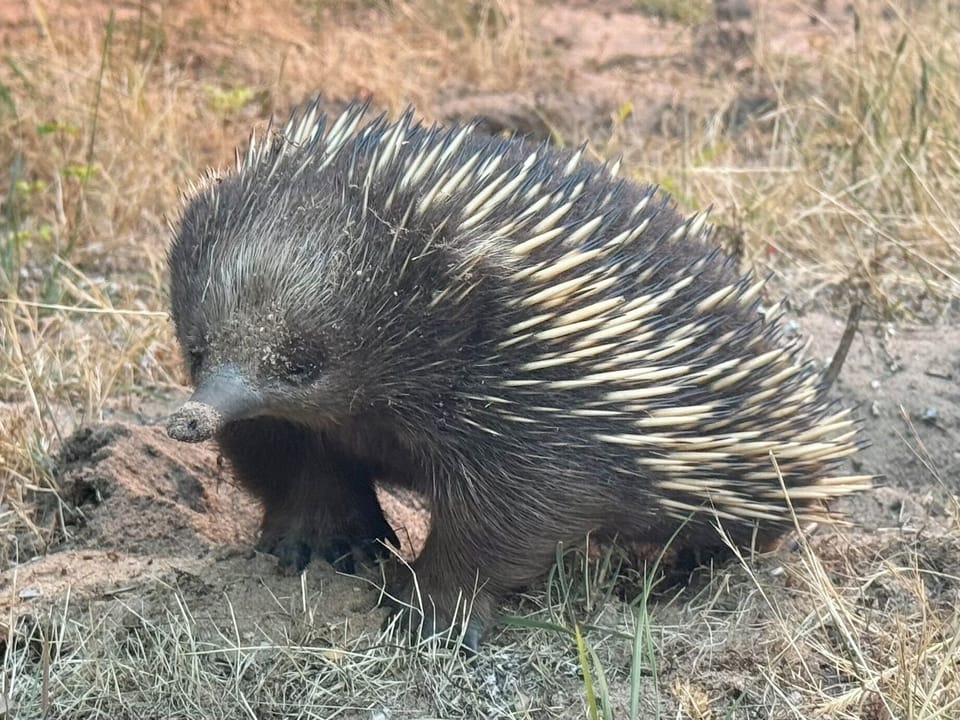 Ernie the echidna